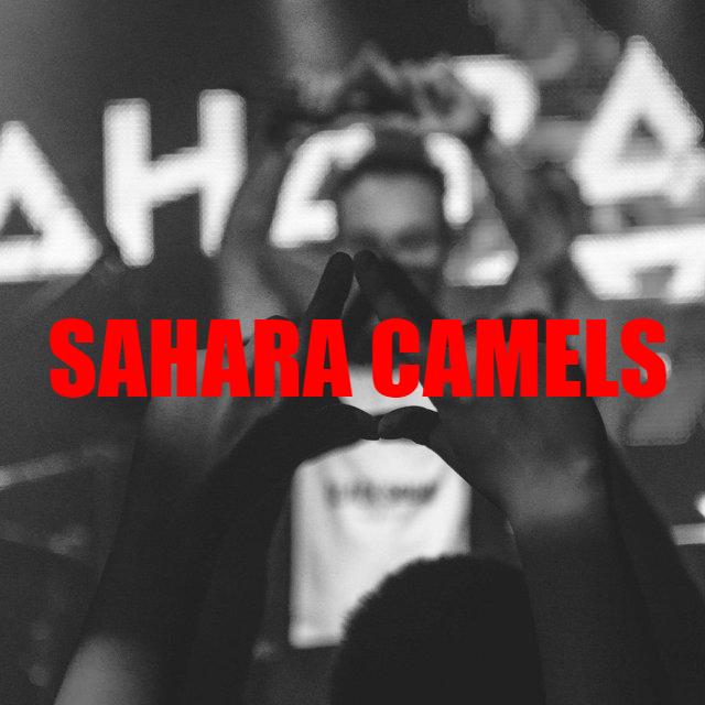 Sahara Camels
